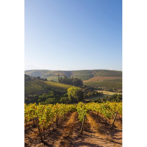 Errazuriz Sauvignon Blanc 75CL