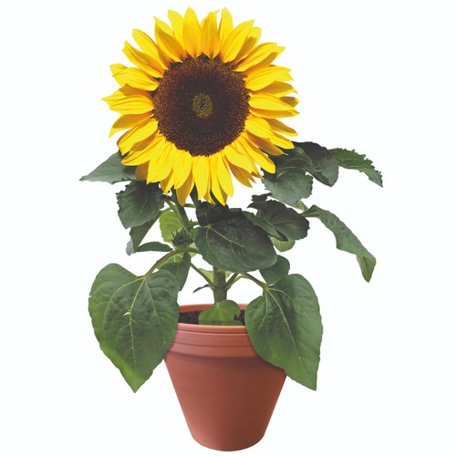 Beautifleur Sunflower Large Terracotta Grow Kit