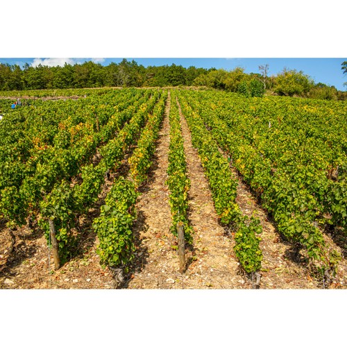 Beaujolais Villages Louis Jadot