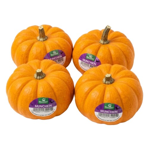 Morrisons Small Munchkin Pumpkin 6 - 12 cm