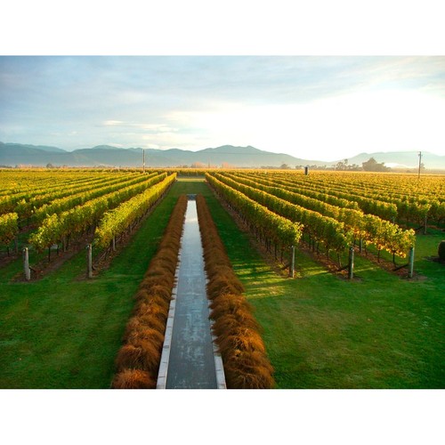 Villa Maria Private Bin Pinot Noir 
