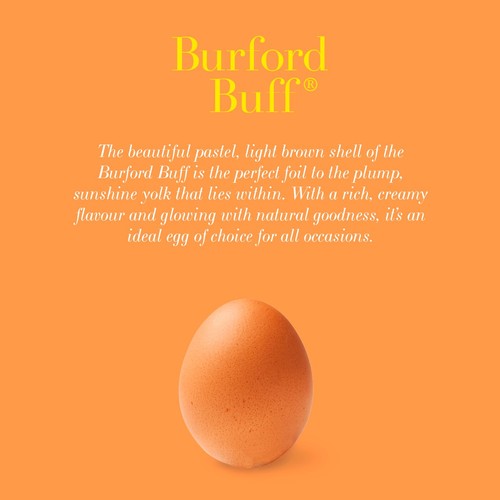 Clarence Court Burford Buff Large Free Range Eggs 6 Pack