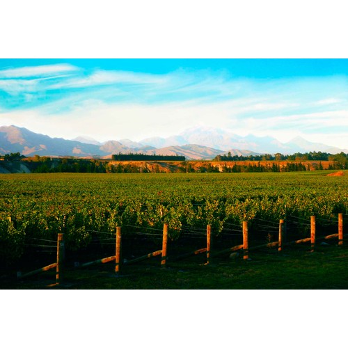Villa Maria Private Bin Sauvignon Blanc   75cl