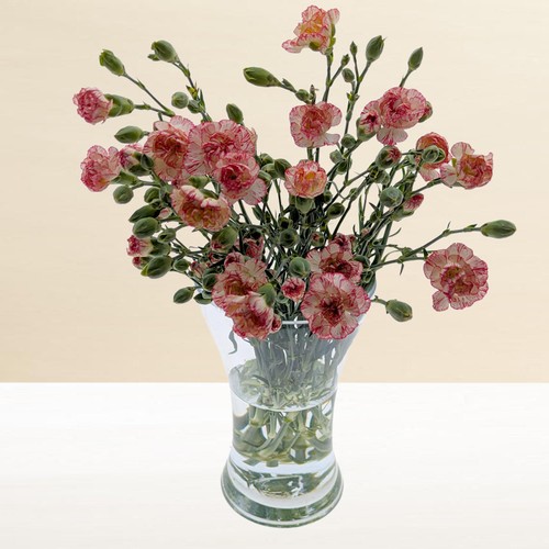 Morrisons Spray Carnations Bouquet