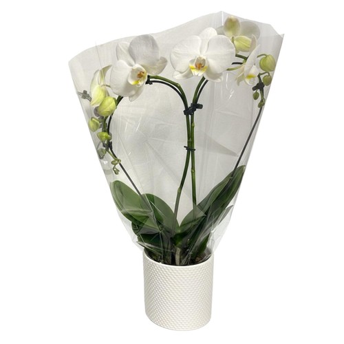 Morrisons Heart Shaped Orchid in Ceramic