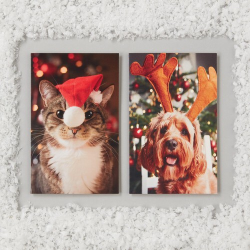 Morrisons Mini Photographic Pet Cards