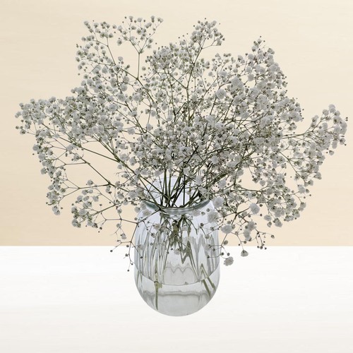 Morrisons Gypsophila Bouquet