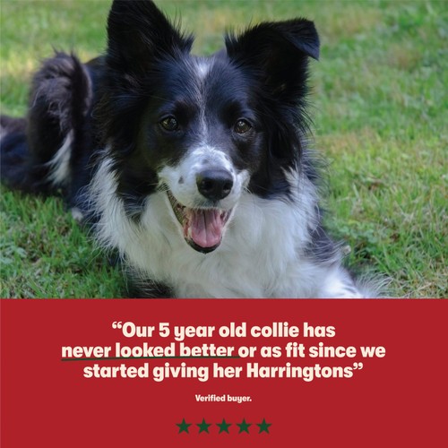 Harringtons Dry Adult Dog Food Rich in Beef & Rice