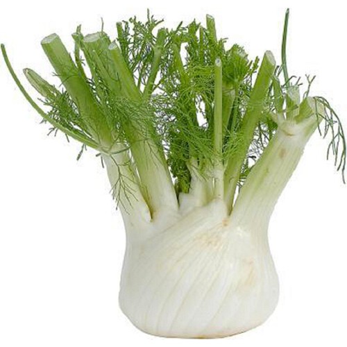 Morrisons Fennel