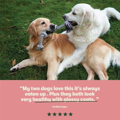 Harringtons Dry Adult Dog Food Rich in Salmon & Potato