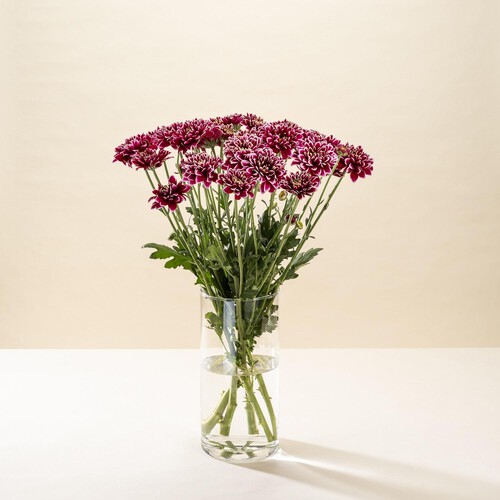 Morrisons Chrysanthemum Flowers Bouquet