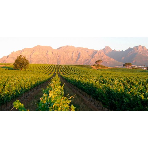 Zalze Bush Vine Chenin Blanc     