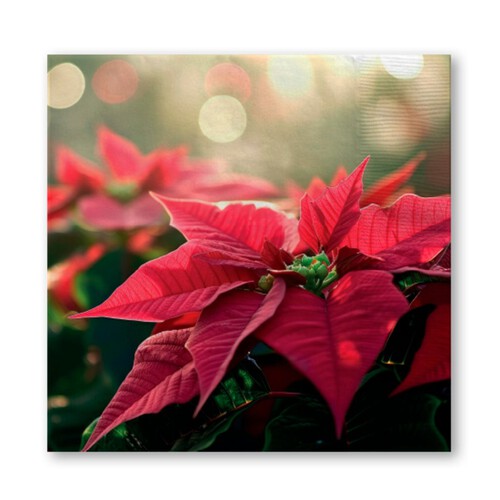 Nutmeg Home Photographic Poinsetta Napkins