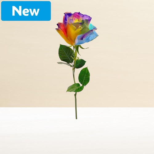Morrisons Kaleidoscope Single Rose