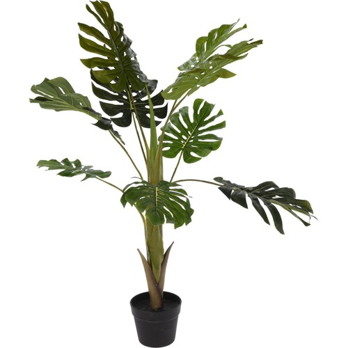 Morrisons Plant In Pot  Height - 110cm