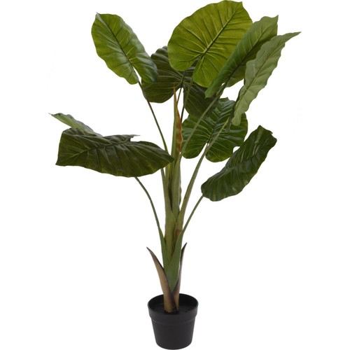 Morrisons Plant In Pot  Height - 110cm