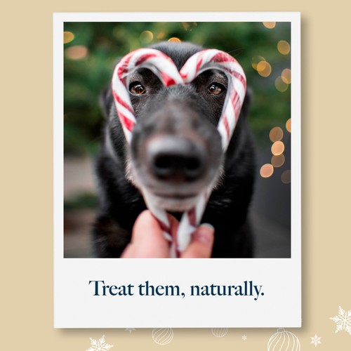 Hollings Dog Treats Christmas Cracker Festive Fishes 40g