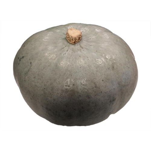 Morrisons Halloween Squash (Colours may vary)