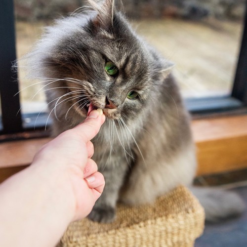 HiLife Chicken Breast Cat Treats