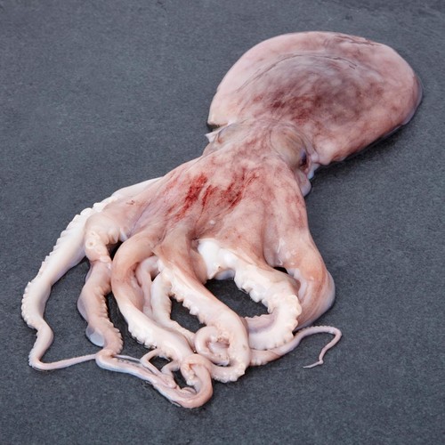 Morrisons British South West Octopus