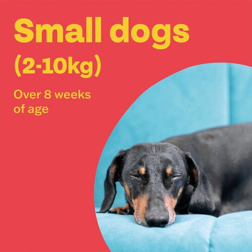 Bob Martin Clear Plus Spot On For Small Dogs