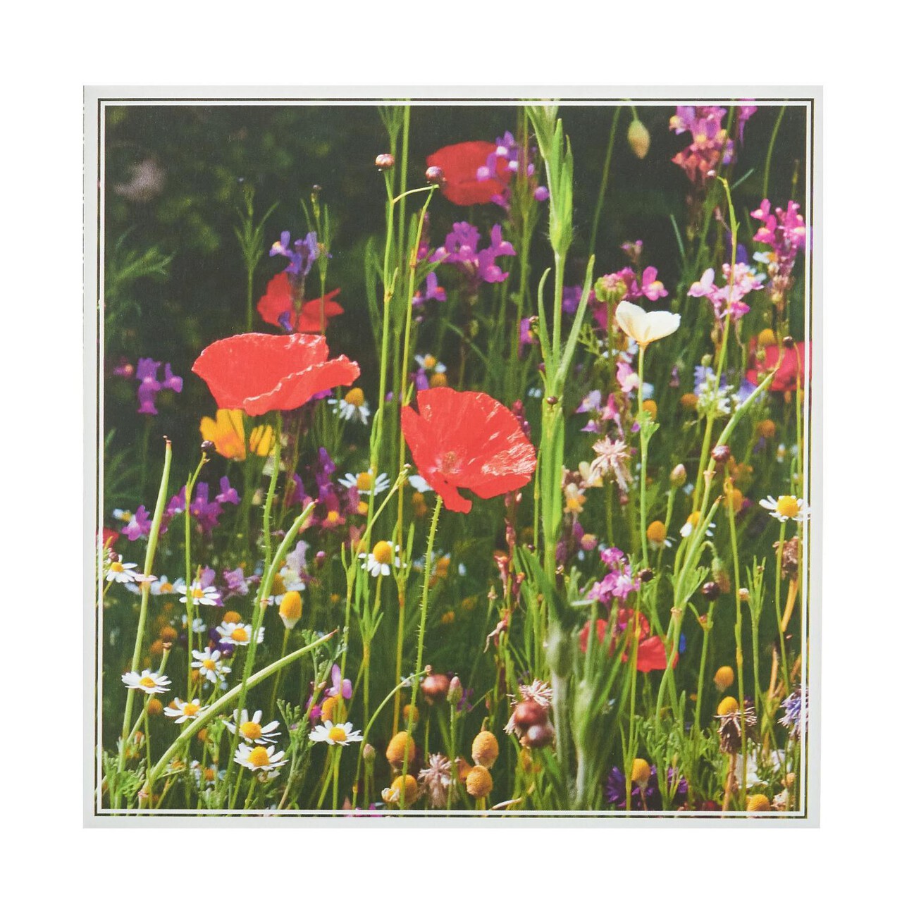 Royal Horticultural Society RHS Photographic Blank Open Card