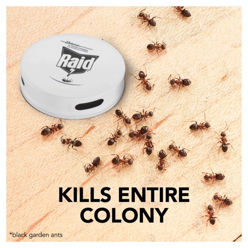 Raid Ant Bait Station