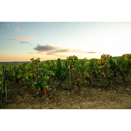 Beaujolais Villages Louis Jadot