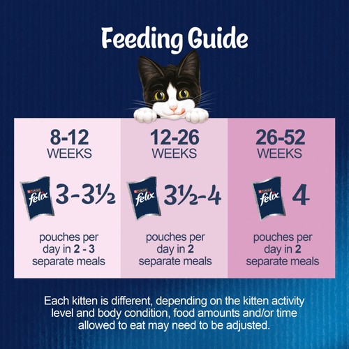 Per Day When Should I Feed My Cat Kitten Food How Much Should I