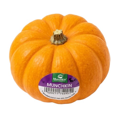 Morrisons Small Munchkin Pumpkin 6 - 12 cm