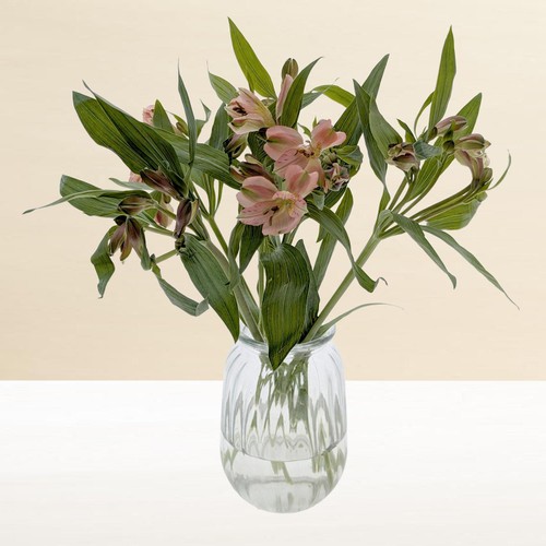 Morrisons Alstroemeria Bouquet
