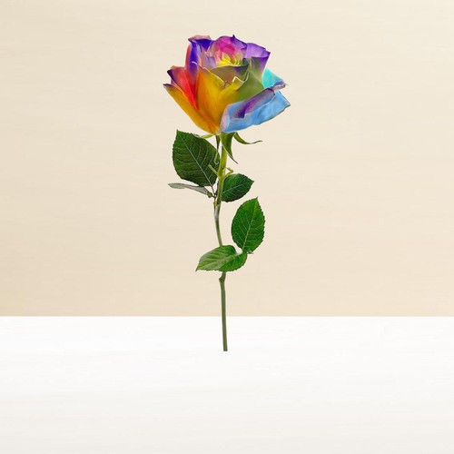 Morrisons Kaleidoscope Single Rose