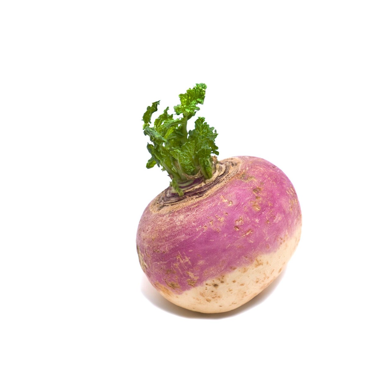 White Turnip