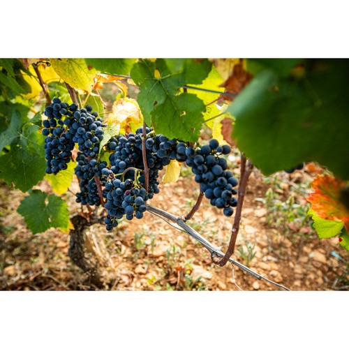 Beaujolais Villages Louis Jadot